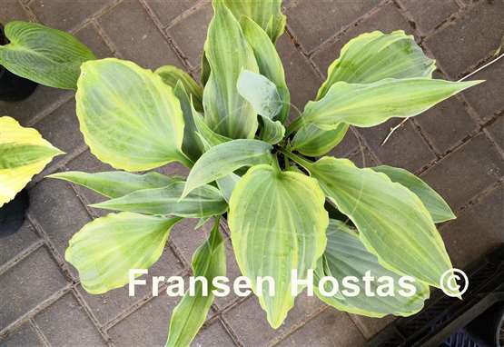 Hosta October Fest